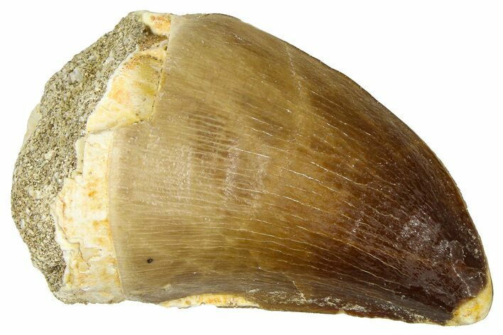 Fossil Mosasaur (Thalassotitan) Tooth - Morocco #374611